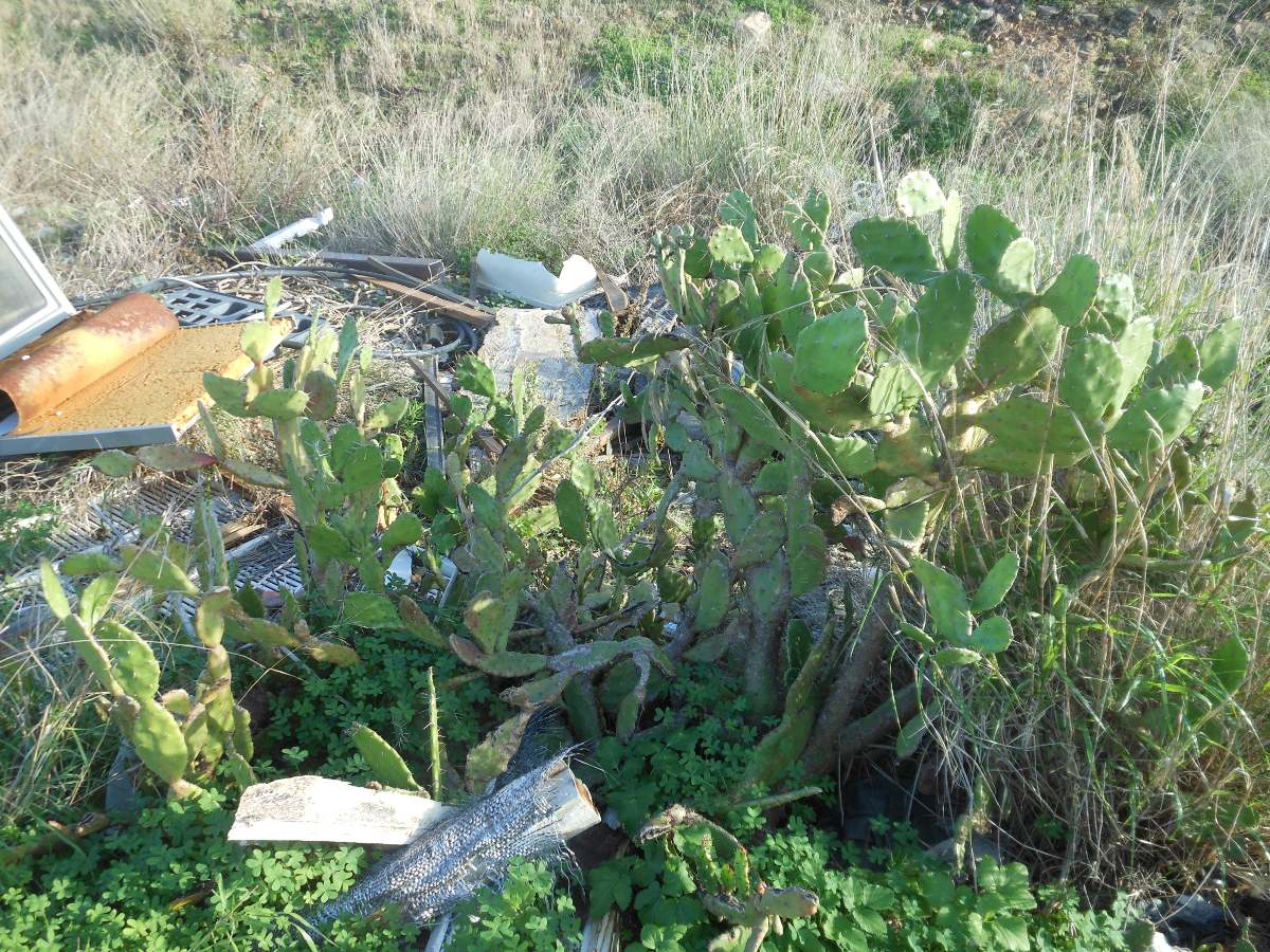 Opuntia monacantha / Fico d''India monospina